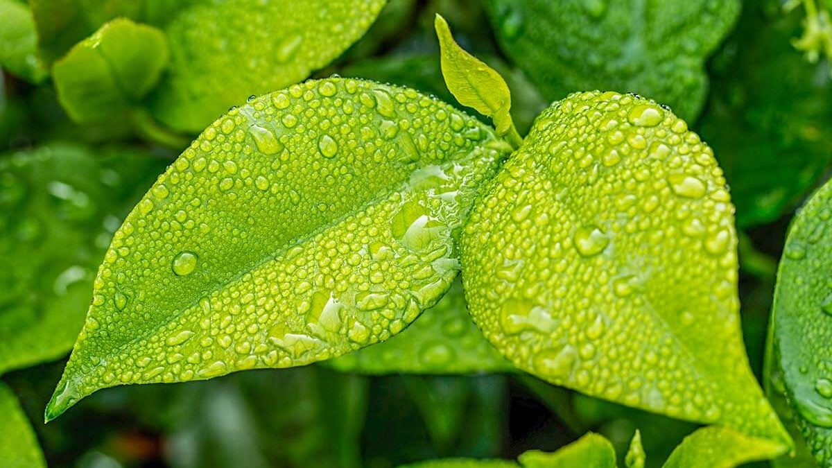 A close up of the leaves with water drops on them