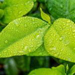 A close up of the leaves with water drops on them