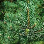 A close up of the needles on a pine tree.