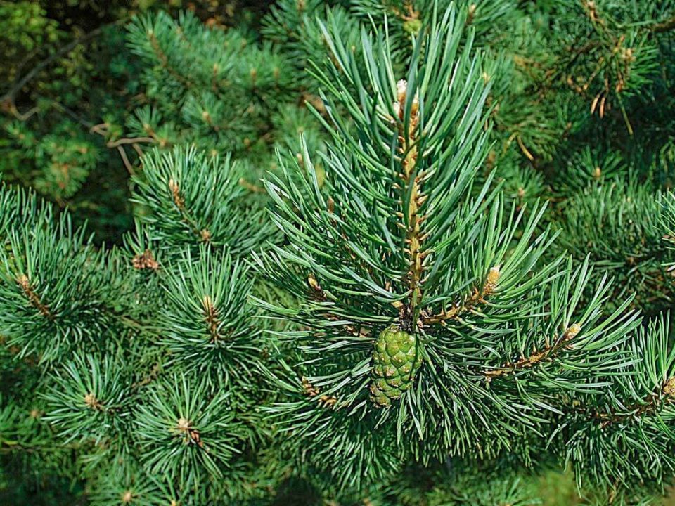 A close up of the needles on a pine tree.