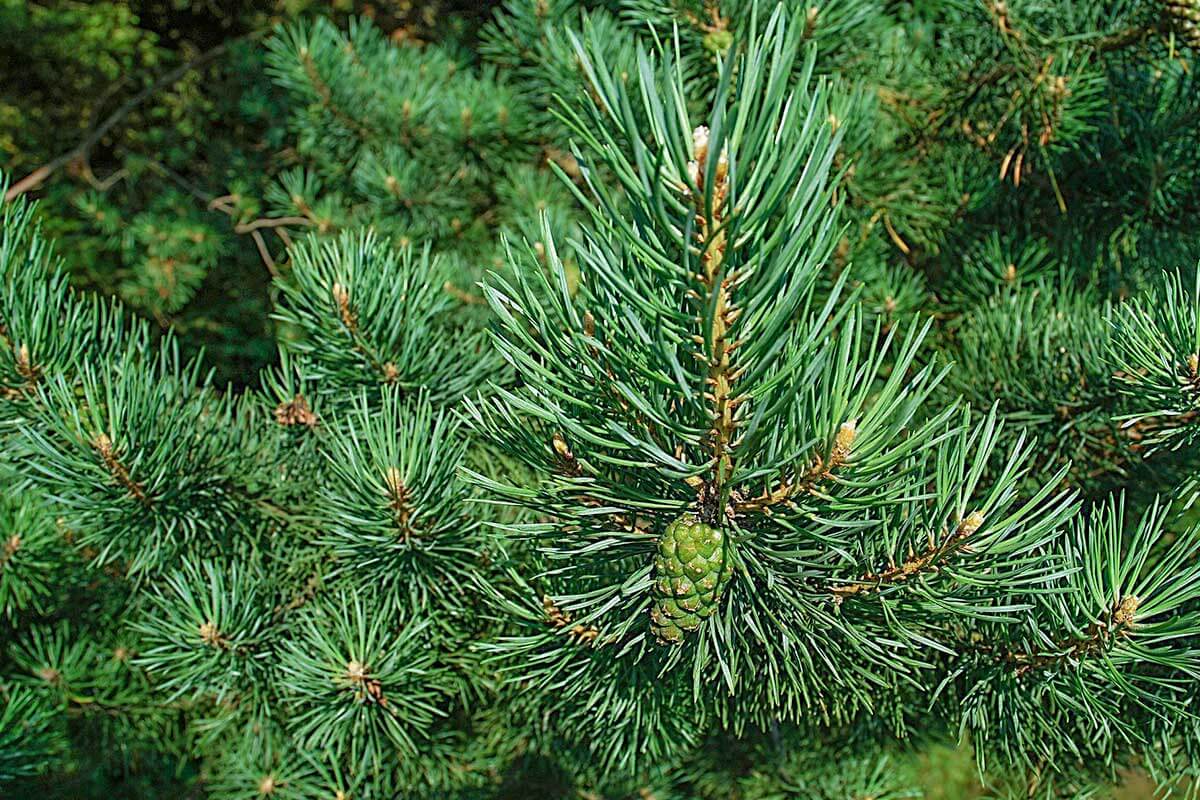 A close up of the needles on a pine tree.