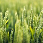 A close up of some green grass with leaves