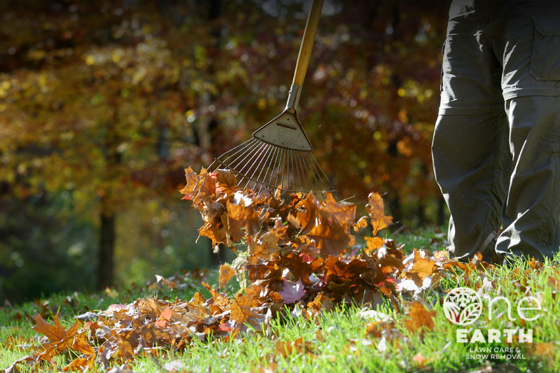 A person raking leaves in the grass.